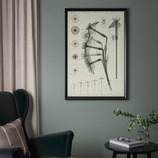 Постер, Нарцисс тацетта, 61x91 см IKEA DRÖMBILD ДРЁМБИЛЬД 305.788.82 - схема-чертеж с размерами