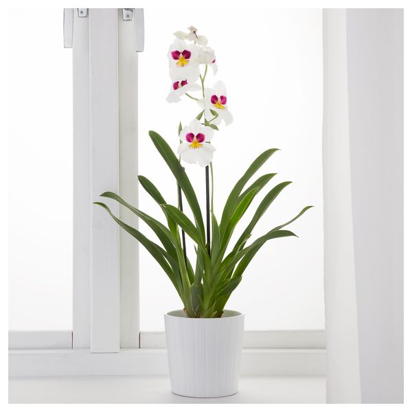 Растение в горшке ORCHIDACEAE, Орхидея, различные растения (12 см) - фото 2