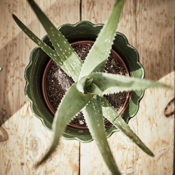 Кашпо, для дома, улицы зеленый 15 см IKEA SHARONFRUKT ШАРОНФРУКТ 904.815.75 - фото 4