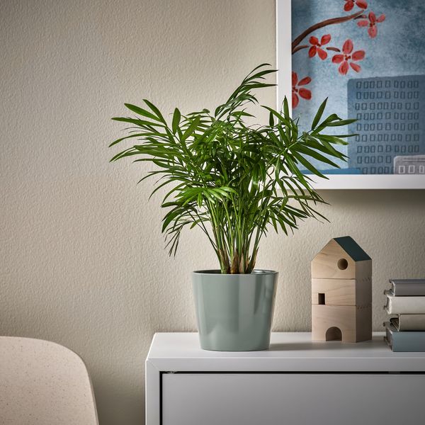 Кашпо, серый, зеленый, 9 см IKEA SOJABÖNA 305.865.75 - фото 3