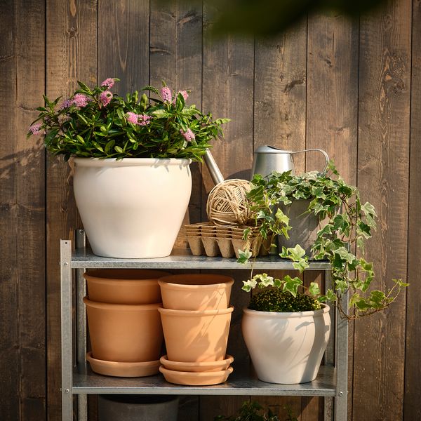 Растение в горшке, Вероника кустовая, 17 см IKEA HEBE 905.923.85 - фото 3