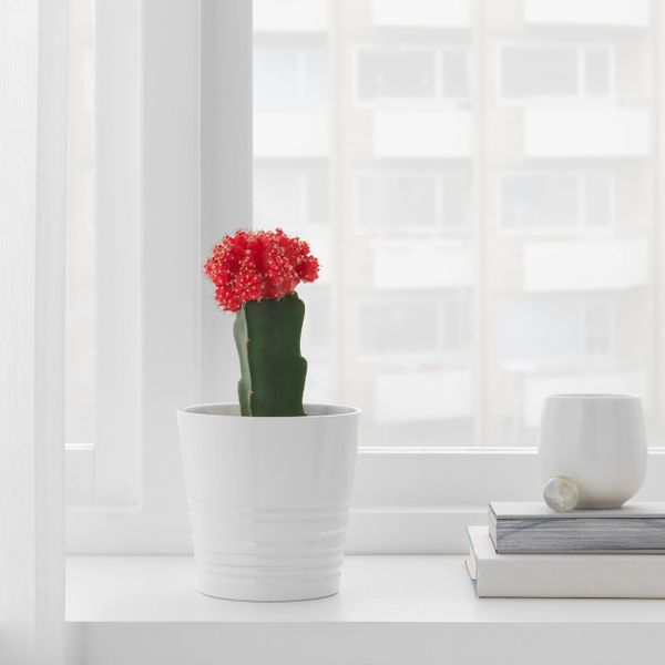 Растение в горшке, кактус Гимнокалициум 9 см IKEA GYMNOCALYCIUM ГИМНОКАЛИЦИУМ 204.284.02 - фото 2