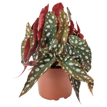 Растение в горшке IKEA BEGONIA MACULATA 905.982.31