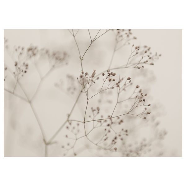 Холст, Цветы крупным планом, 140x100 см IKEA BJÖRKSTA БЬЁРКСТА 405.789.14 - схема-чертеж с размерами