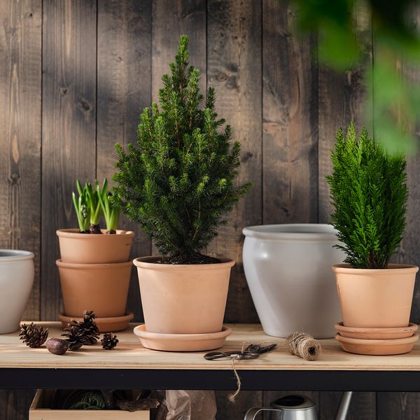 Растение в горшке IKEA PICEA GLAUCA CONICA 405.878.43 - фото 2