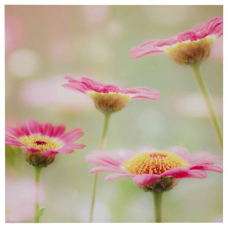 Постер БИЛЬД, Розовая дымка (50x50 см)