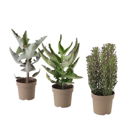 Растение в горшке KALANCHOE MADAGASCAR, различные растения (15 см)