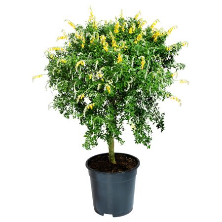 Растение в горшке CYTISUS RACEMOSUS, Ракитник, стебель (17 см)