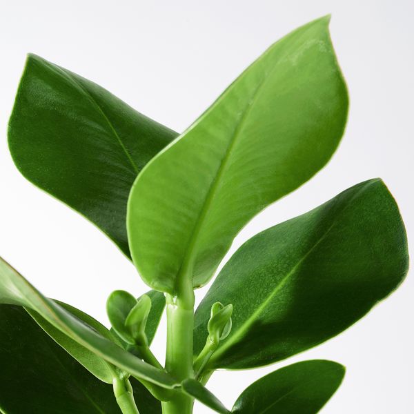 Растение в горшке, Клузия, 24 см IKEA CLUSIA 005.941.95 - фото 2