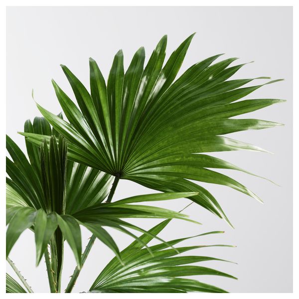 Растение в горшке LIVISTONA ROTUNDIFOLIA, Ливистона (12 см) - фото 3