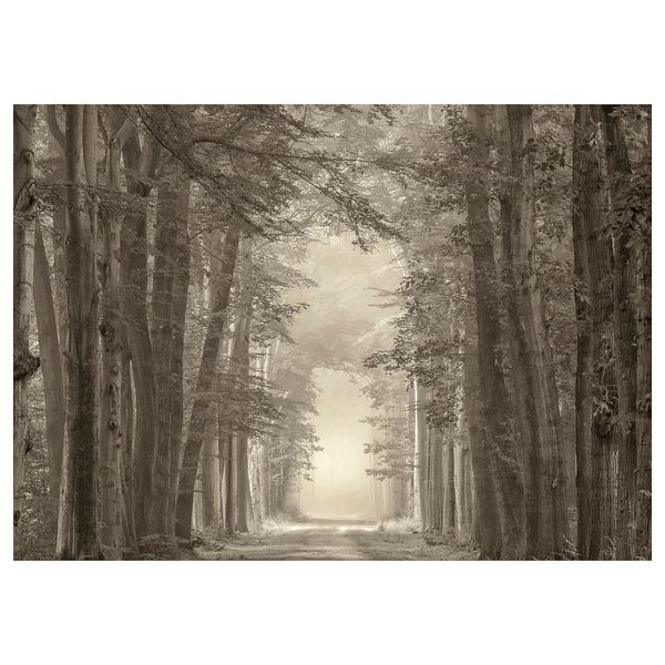 PJÄTTERYD Картина - лесная дорога 70x50 см - фото 1