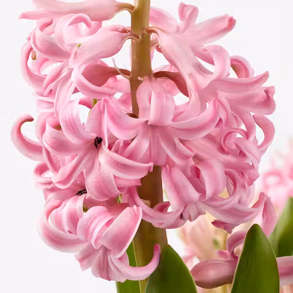 HYACINTHUS Растение в горшк, 3 лквц - фото 6