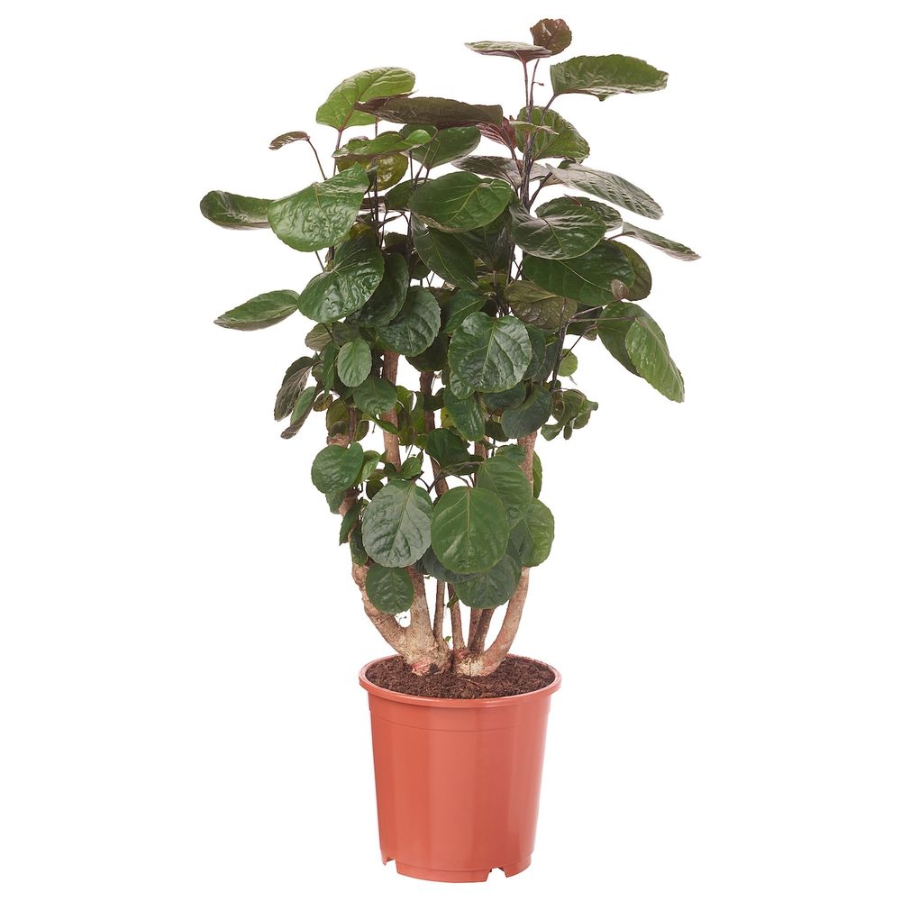 Растение в горшке 24 см IKEA POLYSCIAS FABIAN ПОЛИСЦИАС ФАБИАН 103.874.16 - фото 1