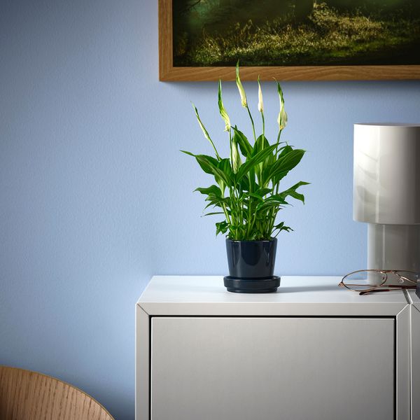 Растение в горшке, Спатифиллум, 6 см IKEA SPATHIPHYLLUM СПАТИФИЛЛУМ 005.986.88 - схема-чертеж с размерами