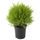 Растение в горшке CUPRESSUS MACROCARPA, кипарис, шар (17 см)