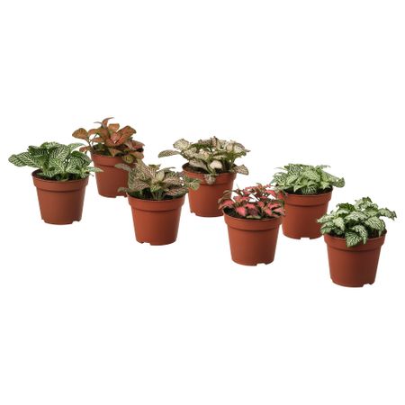 Растение в горшке, различные растения фиттония, 8.5 см IKEA FITTONIA 005.986.93