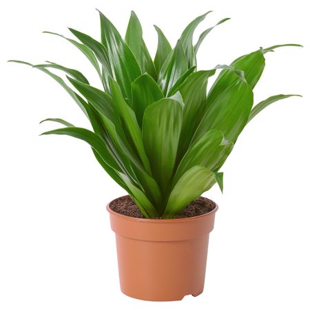 Растение в горшке, 9 см, Джанет Крейг IKEA DRACAENA ДРАЦЕНА FRAGRANS 'COMPACTA' 605.045.35