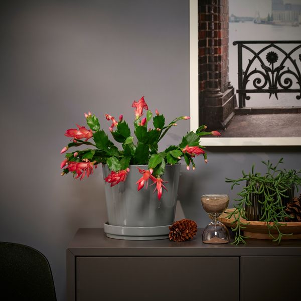 Растение в горшке, Рождественский кактус, 12 см IKEA SCHLUMBERGERA 705.878.46 - фото 2