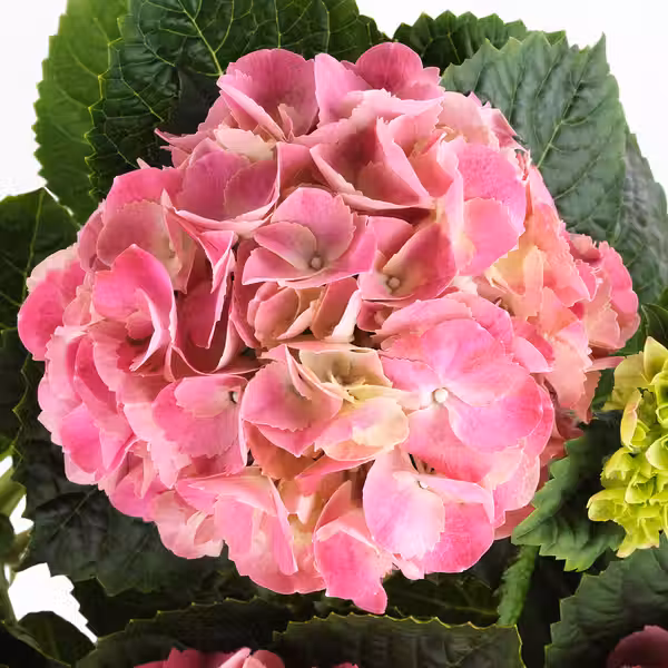 HYDRANGEA Растение в горшке - схема-чертеж с размерами