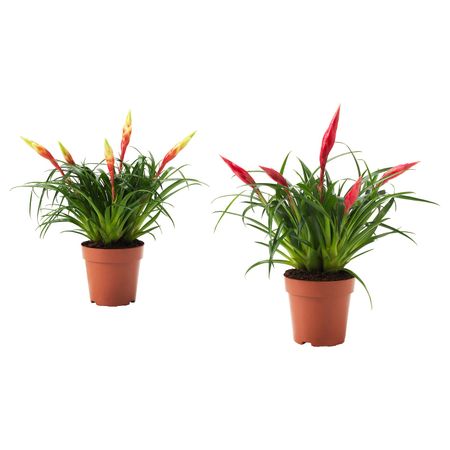 Растение в горшке 12 см IKEA ВРИЕЗИЯ 304.284.06