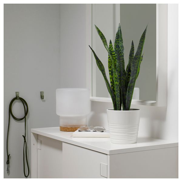 Искусственное растение в горшке ФЕЙКА, Сансеверия трехполосая (12 см) - фото 2