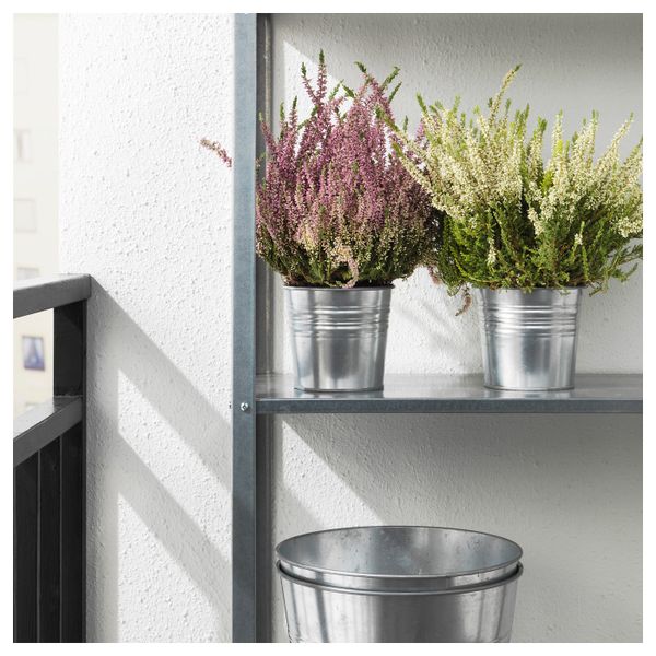 Растение в горшке, вереск, разные цвета, 13 см IKEA КАЛЛУНА 003.753.53 - фото 2