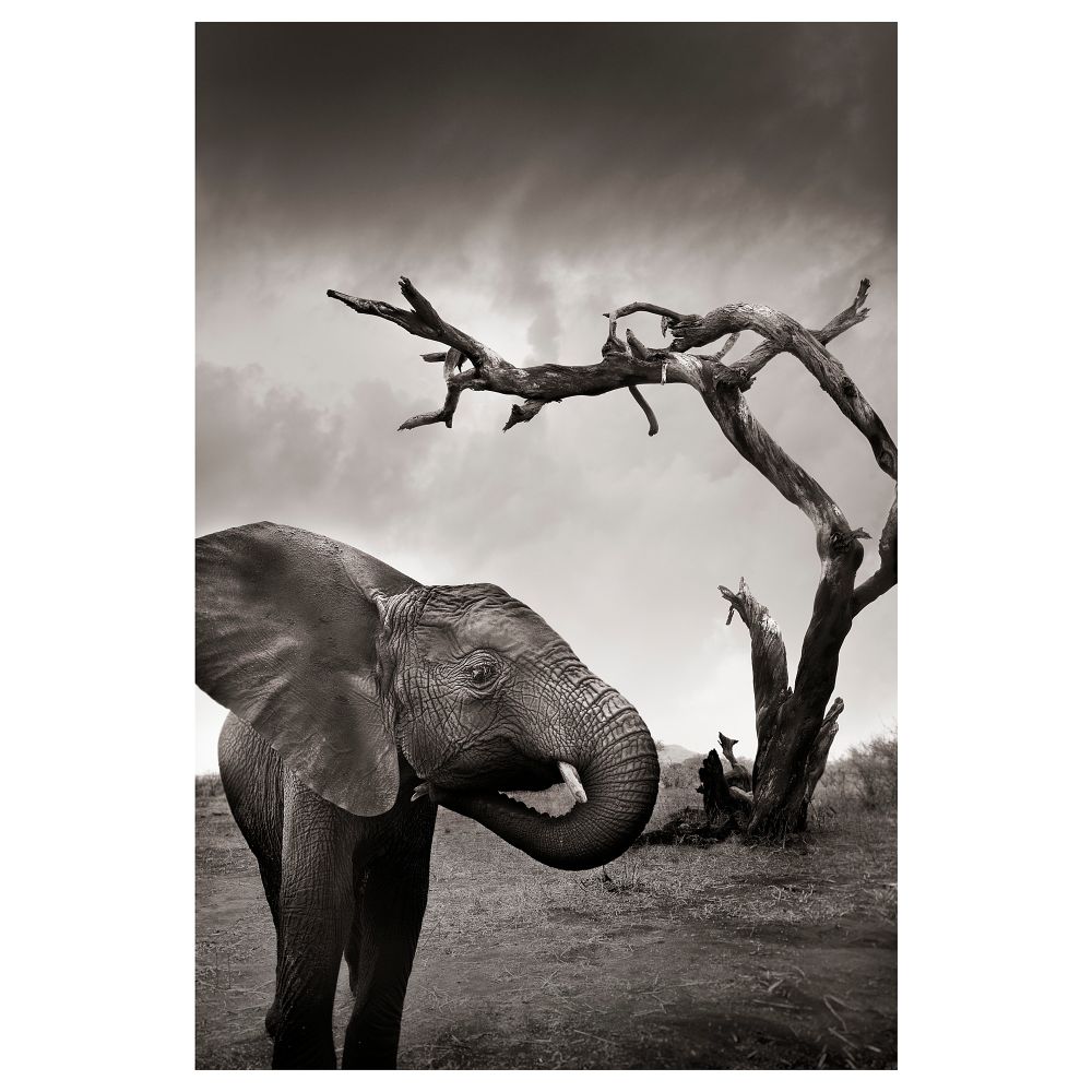 Постер НОРРХАССЕЛ, Слон (61x91 см) - фото 1