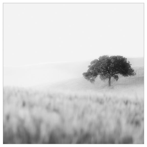 Картина, 56x56 см, Одинокое дерево IKEA PJÄTTERYD ПЬЕТТЕРИД 805.545.05 - фото 2