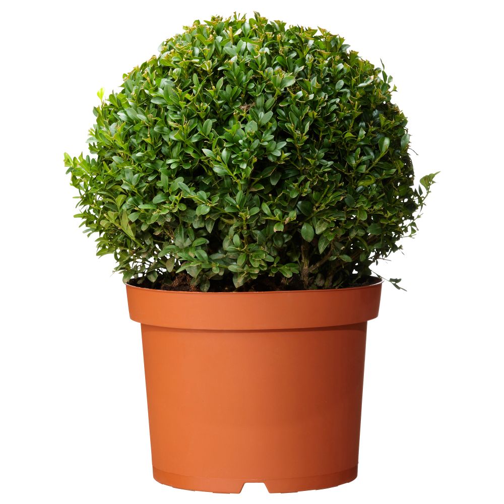 Растение в горшке BUXUS SEMPERVIRENS, самшит, шар (21 см) - схема-чертеж с размерами
