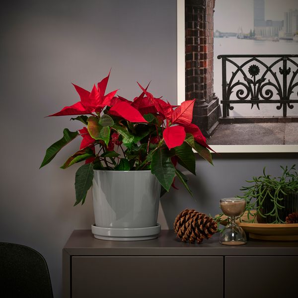 Растение в горшке, 13 см, "Рождественская звезда" IKEA POINSETTIA 405.617.01 - фото 3
