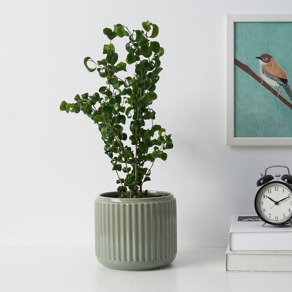 Кашпо, темная бирюза, 15 см IKEA STILREN СТИЛРЕН 405.980.02 - фото 2