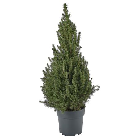 Растение в горшке, белая ель, 23 см IKEA PICEA GLAUCA CONICA 205.878.44