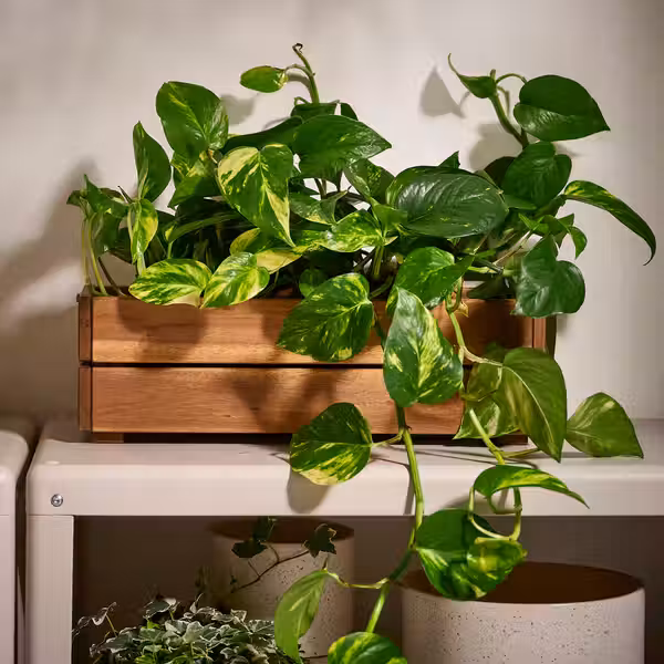 STJÄRNANIS Ящик для цветов - для сада акация 43x15 см - схема-чертеж с размерами