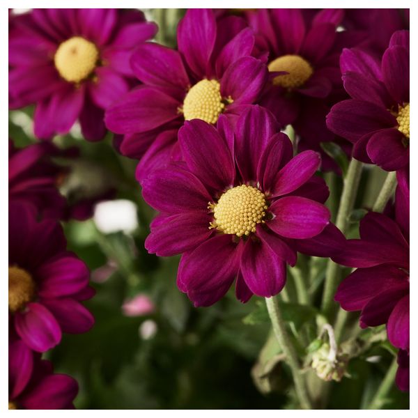 Растение в горшке CHRYSANTHEMUM, Хризантема разные цвета (12 см) - схема-чертеж с размерами