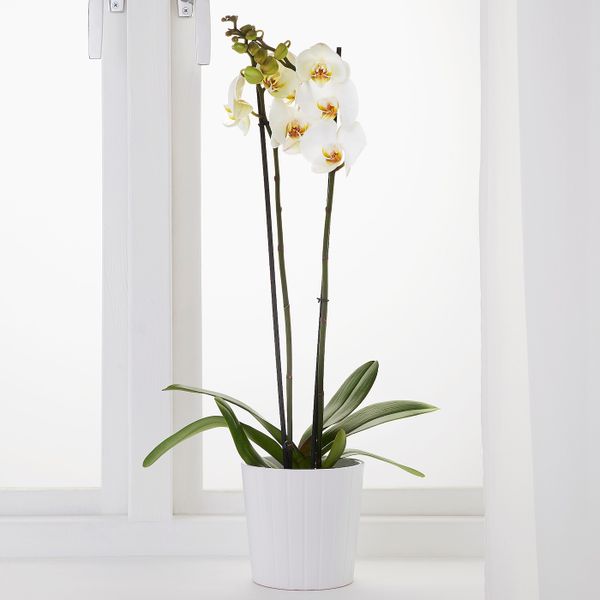 Растение в горшке, Орхидея/2 стебля 12 см IKEA PHALAENOPSIS ФАЛЕНОПСИС 802.634.03 - фото 2