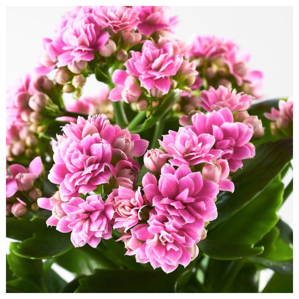 Комнатное растение в горшке, Каланхоэ разные цвета, 6 см IKEA КАЛАНХОЭ 804.163.21 - фото 3