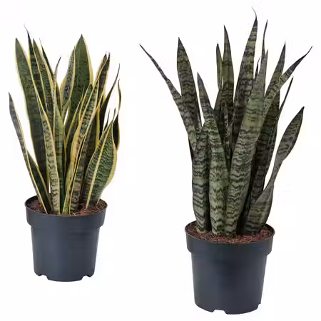 SANSEVIERIA Растение в горшке - различные растения 21 см