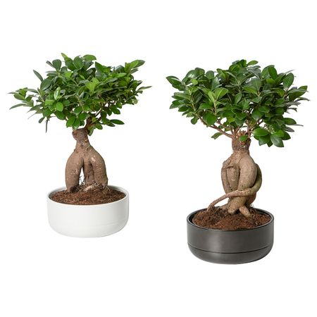 Комнатное растение в горшке, бонсай/разные цвета 22 см IKEA FICUS ФИКУС 804.327.26