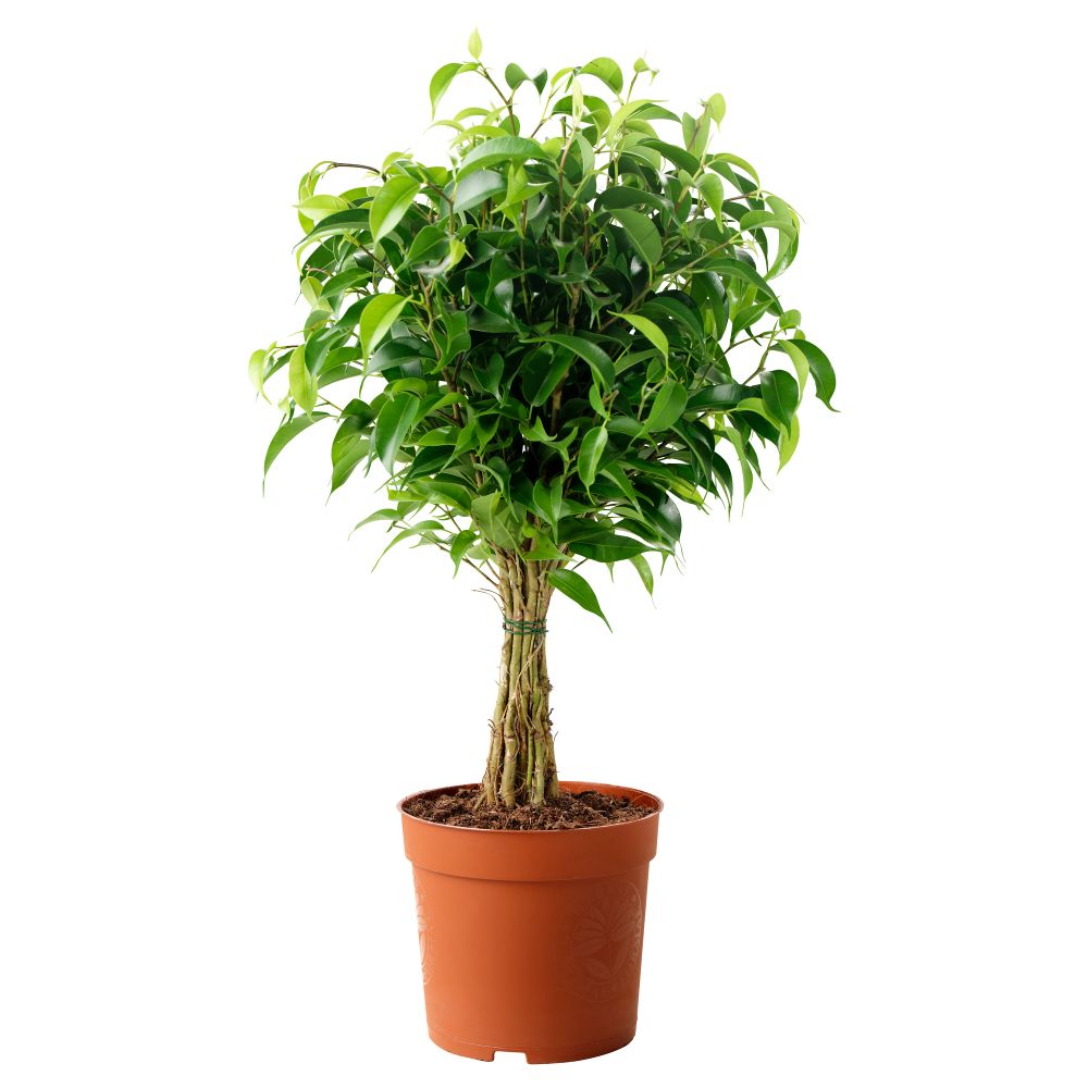 Растение в горшке FICUS BENJAMINA 'NATASJA', Фикус Бенджамина "Наташа" (12 см) - фото 1