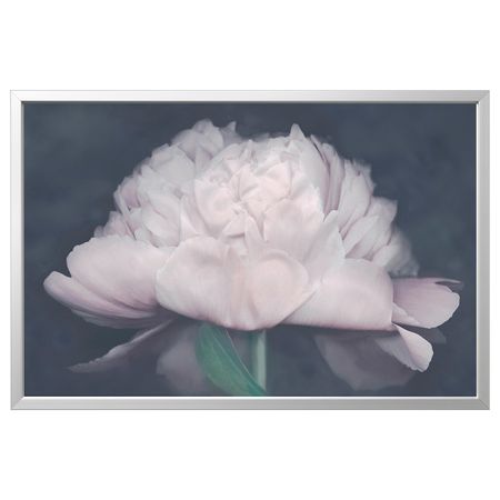 Картина с рамой, Цветок, цвет алюминия 118x78 см IKEA БЬЁРКСТА 092.984.02