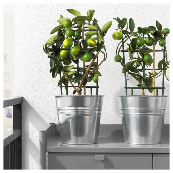 Растение в горшке CITRUS, различные растения (15 см) - схема-чертеж с размерами