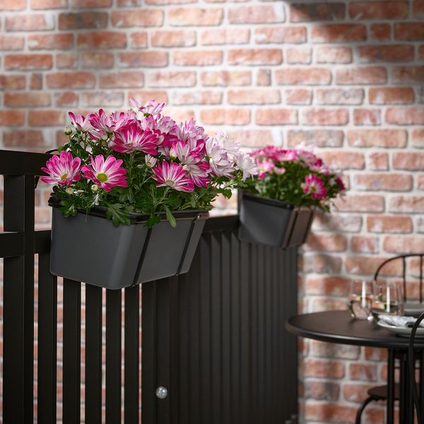 Растение в горшке IKEA CHRYSANTHEMUM 305.930.81 - фото 2