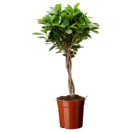 Растение в горшке FICUS MICROCARPA MOCLAME (17 см)
