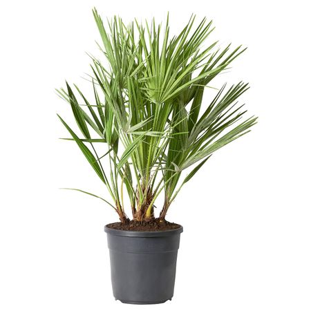 Растение в горшке 24 см IKEA CHAMAEROPS HUMILIS ХАМЕРОПС 804.934.04