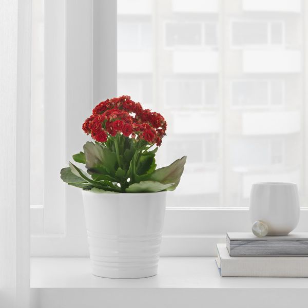 Кашпо, белый 9 см IKEA MUSKOT МУСКОТ 203.781.95 - фото 2