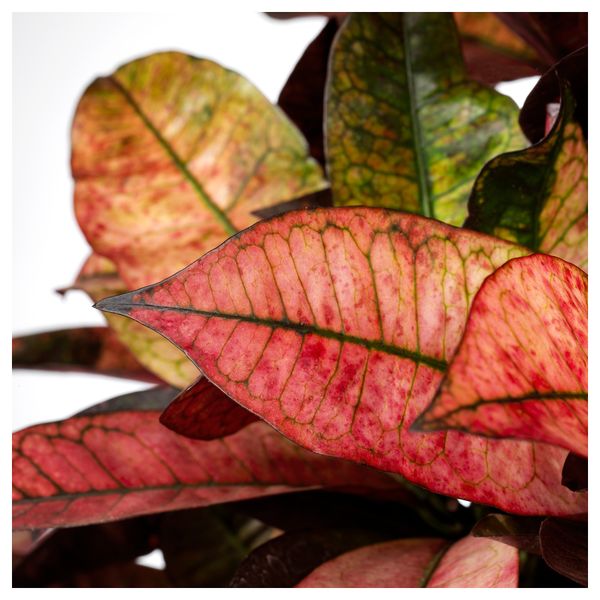 Растение в горшке КОДИЕУМ, кротон различные растения (24 см) - фото 3