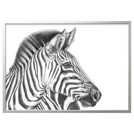 Картина с рамой, Зебра, цвет алюминия, 140x100 см IKEA BJÖRKSTA БЬЁРКСТА 594.168.27