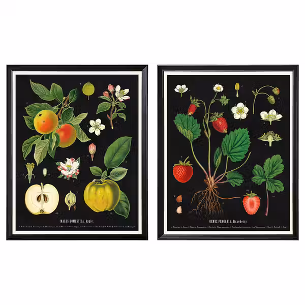 KNOPPÄNG Рама с постером - Винтажные изображения фруктов 40x50 см - фото 1