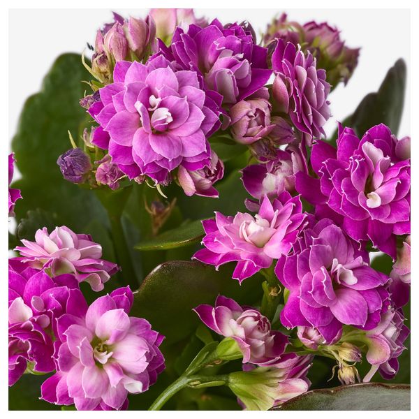 Комнатное растение в горшке, Каланхоэ разные цвета, 6 см IKEA КАЛАНХОЭ 804.163.21 - схема-чертеж с размерами