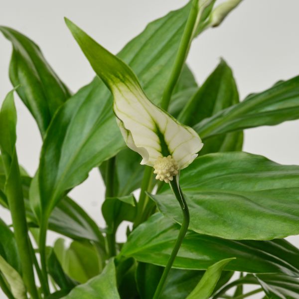 Растение в горшке, Спатифиллум, 6 см IKEA SPATHIPHYLLUM СПАТИФИЛЛУМ 005.986.88 - фото 2